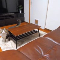 部屋の中で上を見上げる猫
