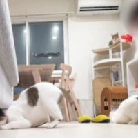 室内にいる猫たち