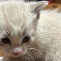 室内にいる猫