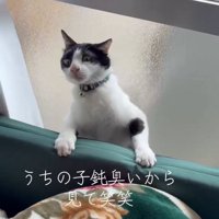 隙間から出ようとする猫さん