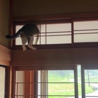 障子に突っ込んだ猫