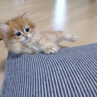 クッションから滑り落ちる赤ちゃん