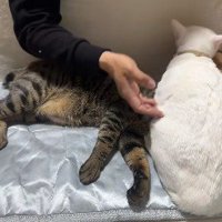 どけない猫と下敷きになった猫