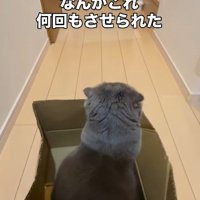 段ボールの中に座っている猫と段ボールを動かす飼い主の手
