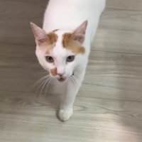 口を開けて歩いているカメラ目線の猫