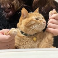 左前足を高く上げている半目の茶トラ猫