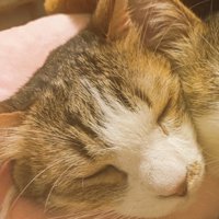 兄弟猫にもたれかかられながら眠る猫