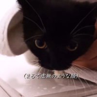 タオルで拭かれる子猫