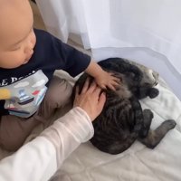 猫をなでている赤ちゃん
