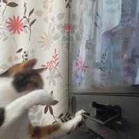 DVDプレイヤーを追う猫