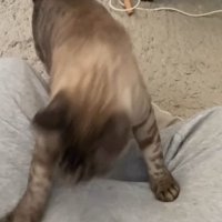 飼い主の膝に乗る猫