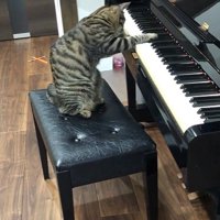 鍵盤を押している猫