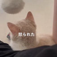 猫じゃらしが頭の5cmほど上にある猫の後頭部