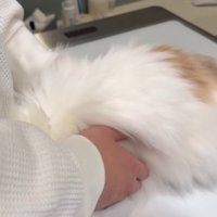 飼い主の体に頭をくっつけている診察台の上の猫
