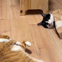 紙袋に入った猫の顔を寝転がって見つめる茶トラ猫