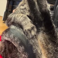 足を上げて顔を完全に隠す猫左からのアングル