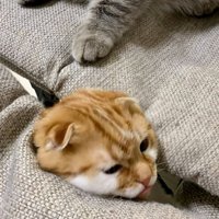 隙間から頭を出す猫