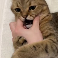 飼い主に噛みつこうとしているミヌエット
