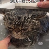 お風呂に入れられているブラウンクラシックタビー