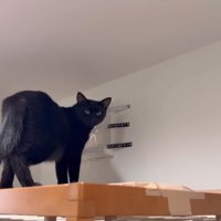 塞がれた換気口とチロルちゃん