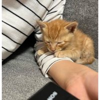 眠る子猫