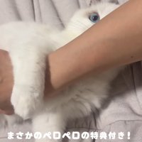 ママさんの腕を掴みながら舐める子猫