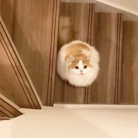 上から