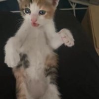 仰向けの子猫