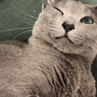 片目を瞑っている猫の顔アップ
