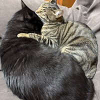 くっついて眠る2匹