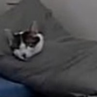 寝ている猫