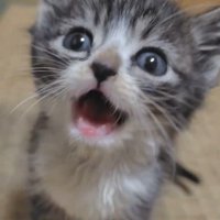鳴く子猫