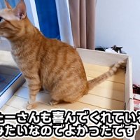 お外を眺めるたーさん