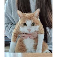 女性に抱かれている猫