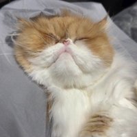 ブラッシングされる猫