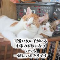 寄り添う2匹の猫