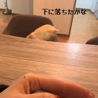 テーブルの下を覗く猫