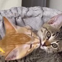 キジトラ柄の子猫に顔を近づける茶トラ柄の子猫