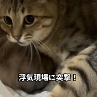 飼い主に気付いて慌てる2匹の保護猫