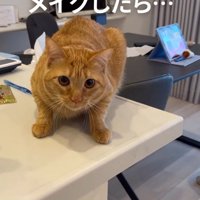 いつでも逃げられる体勢で固まる猫