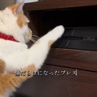 ゲーム機を触る猫