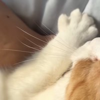 主さんの手をぎゅっとしてる姿