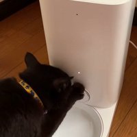 自動給餌器のフタをひっかく猫