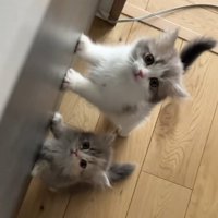 後足で立っておやつをほしがる2匹のミヌエットの子猫