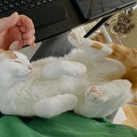 抱かれている猫