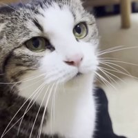 おでこちゃんの紹介