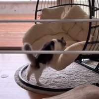 チェアを揺らす猫