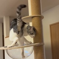 キャットタワーの上にいる猫