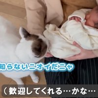 赤ちゃんを嗅ぐ猫