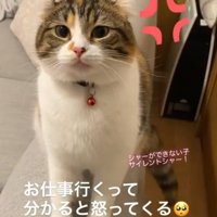 見つめる猫